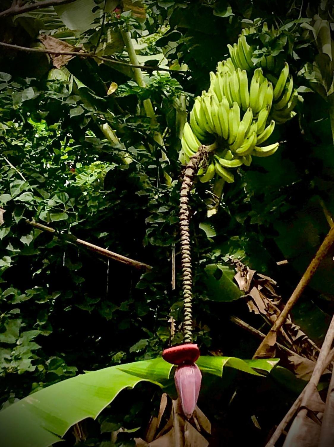 Bananas Hostel Itacare Exterior photo